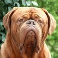 法國獒犬 法國獒犬