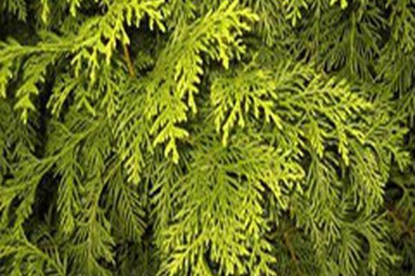 Thuja plicata \x27Aurea\x27 Thuja plicata \x27Aurea\x27