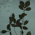 短梗忍冬 短梗忍冬
