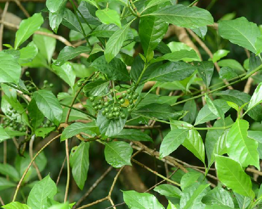 大沙葉(中藥材) 大沙葉(中藥材)