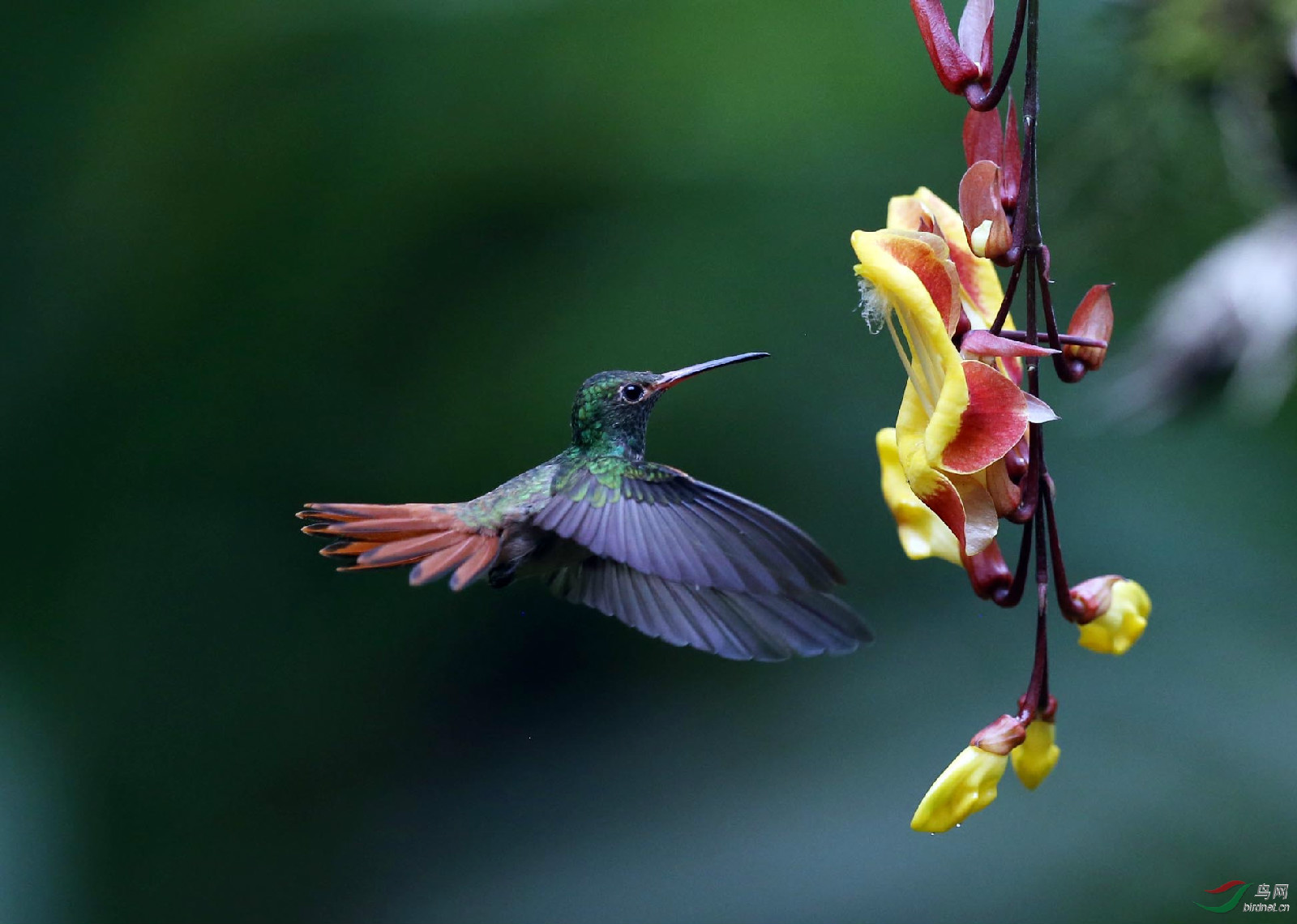 厄瓜多斑尾蜂鳥