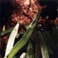 篦梳劍(植物物種) 篦梳劍(植物物種)