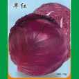 早紅(紫甘藍品種)