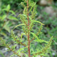 土荊芥(中央種子目藜科植物)
