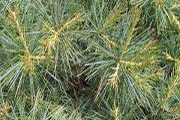 Pinus strobus \x27Paul Waxman\x27 Pinus strobus \x27Paul Waxman\x27