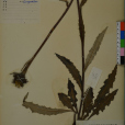 波密風毛菊 波密風毛菊