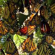 美洲王蝶生態保護區