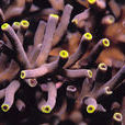 棘鹿角珊瑚