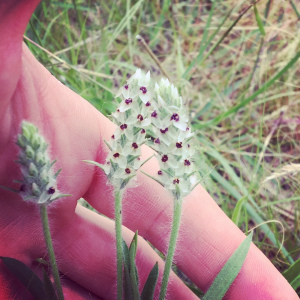 Plantago helleri