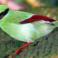 短尾綠鵲
