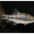 細身光唇魚 細身光唇魚
