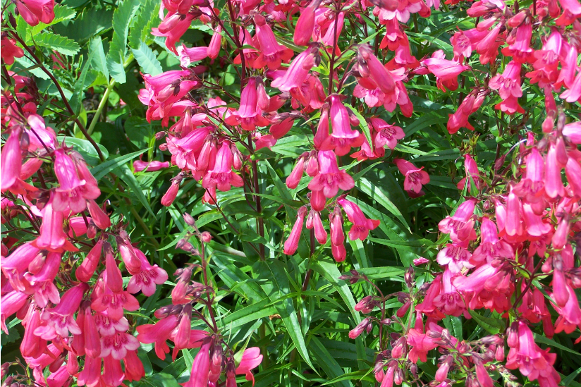 Penstemon \x27Pensham Amelia Jane\x27 Penstemon \x27Pensham Amelia Jane\x27