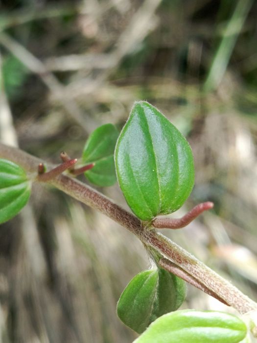 Peperomia alibacophylla