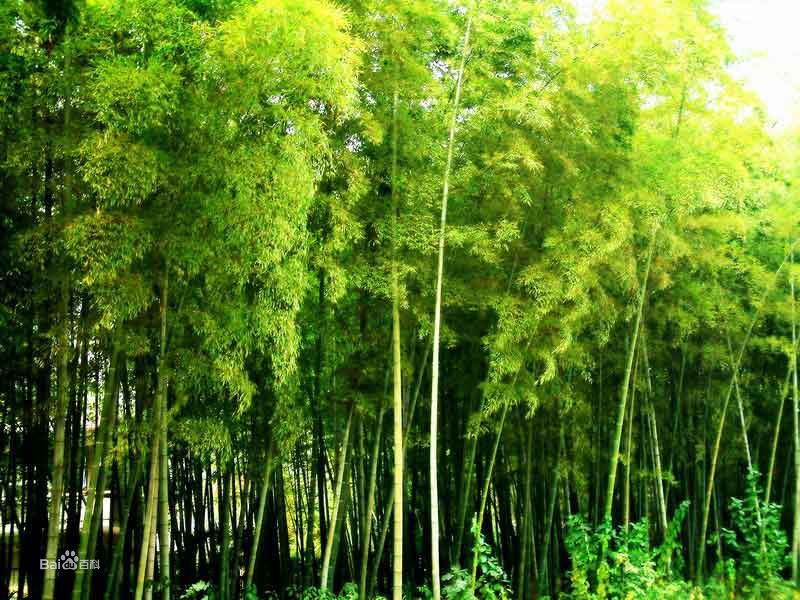 法華方竹 法華方竹