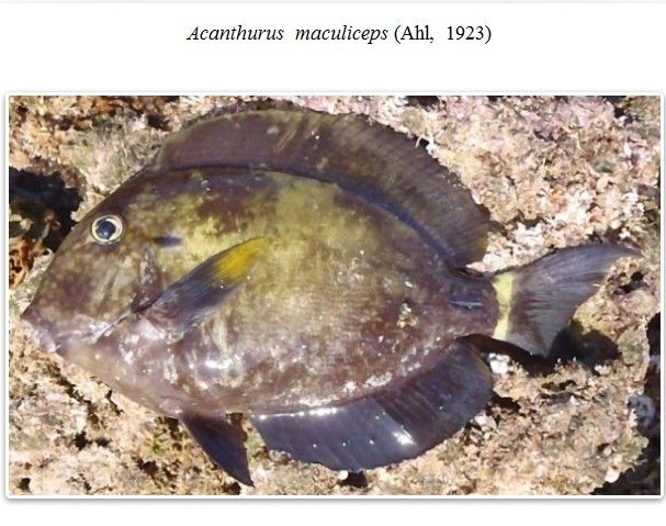 斑頭刺尾魚 斑頭刺尾魚