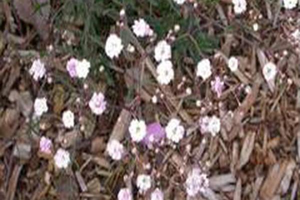 Gypsophila paniculata \x27Viette\x27s Dwarf\x27