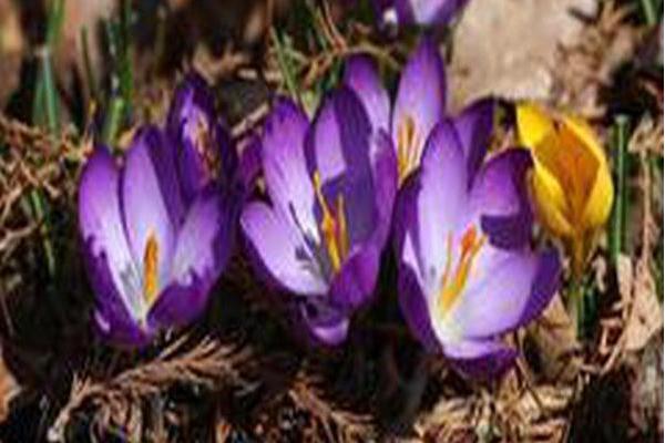 Crocus tommasinianus \x27Ruby Giant\x27 Crocus tommasinianus \x27Ruby Giant\x27