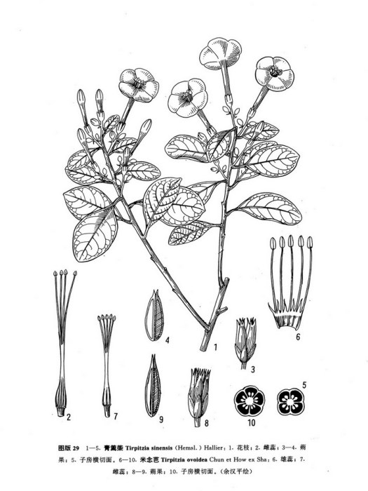 米念芭 米念芭