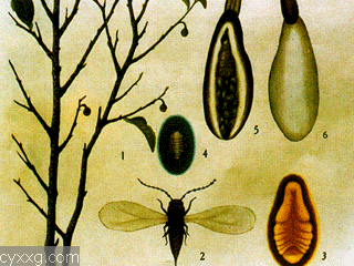 茶樹桑褐刺蛾（圖2）