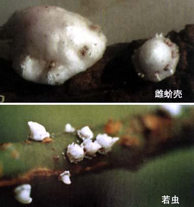 偽角蠟蚧 偽角蠟蚧