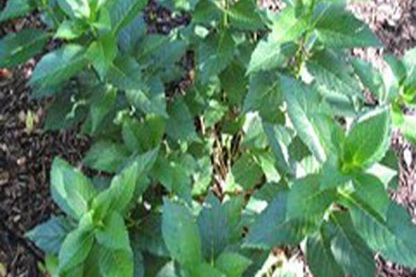 Hydrangea macrophylla \x27Hortmahar\x27 EVERLASTING HARMONY Hydrangea macrophylla \x27Hortmahar\x27 EVERLASTING HARMONY