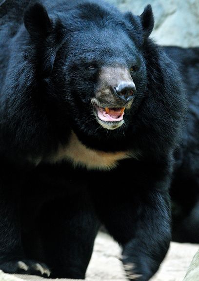 黑熊指名亞種