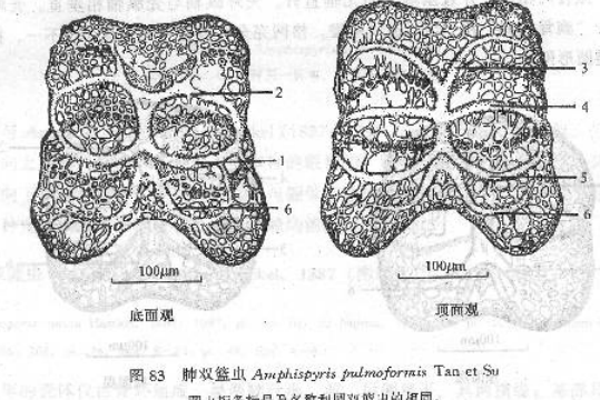 肺雙籃蟲 肺雙籃蟲