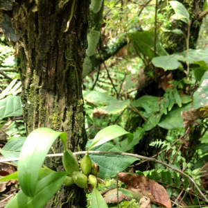 Rhynchostele maculata