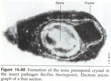伴孢晶體