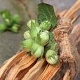 榛木科 榛木科
