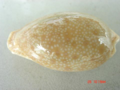 眼球貝 眼球貝