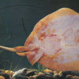 赤魟魚