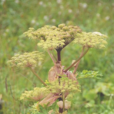 高山芹根 高山芹根