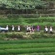 馬海村(山東省成武縣伯樂鎮下轄村) 馬海村(山東省成武縣伯樂鎮下轄村)