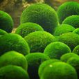 綠球藻