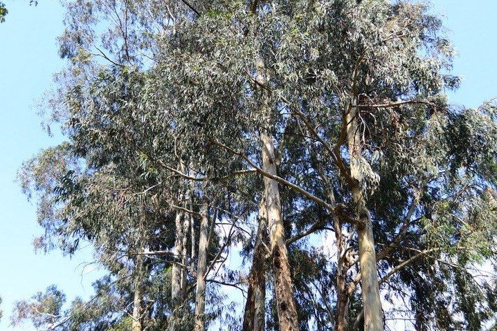 藍桉GL204 藍桉GL204