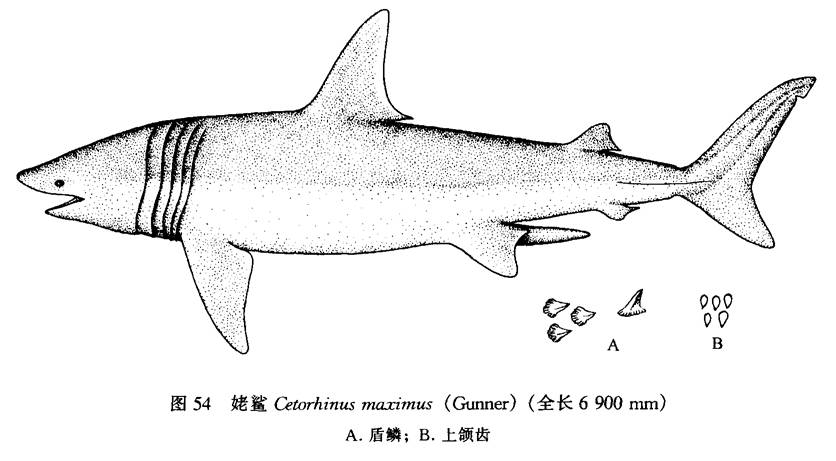 圖1.姥鯊