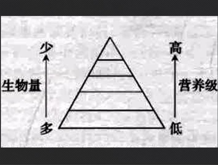 生物量金字塔(生物量錐體)