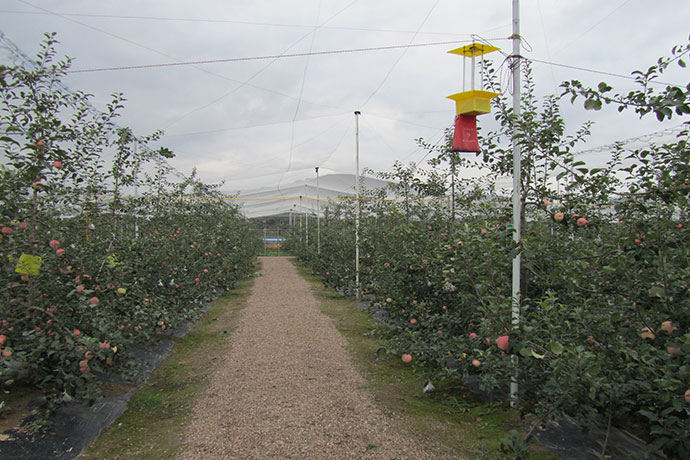 標準化蘋果園