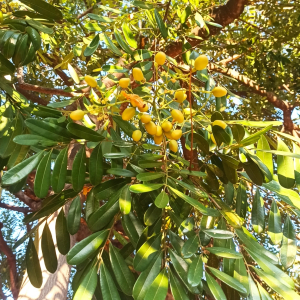 苦板木 苦板木