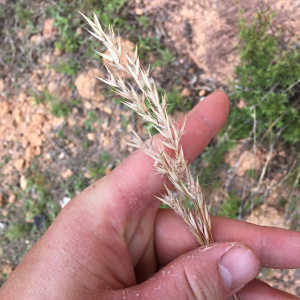 Rytidosperma biannulare