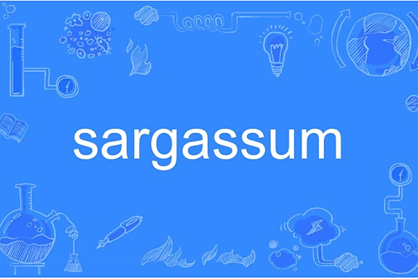 sargassum sargassum