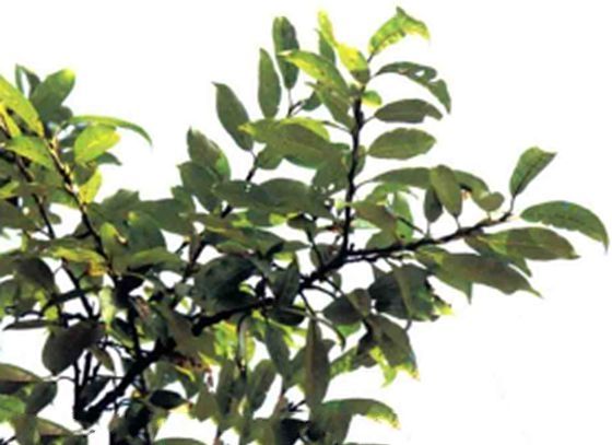 山毛柳 山毛柳