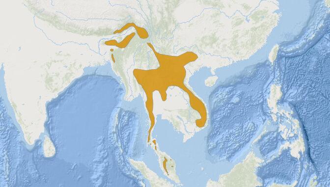 棕胸雅鶥分布圖