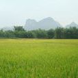 馬山村(翁源縣龍仙鎮轄村) 馬山村(翁源縣龍仙鎮轄村)