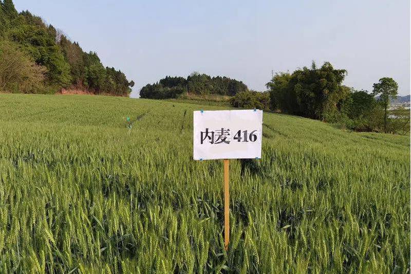 內麥416 內麥416