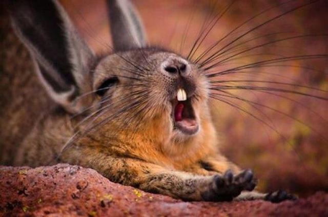 扁顱鼠兔