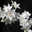 小花水仙 小花水仙