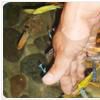 親親按摩魚 親親按摩魚