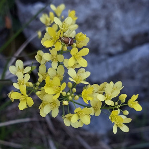 Biscutella apuana